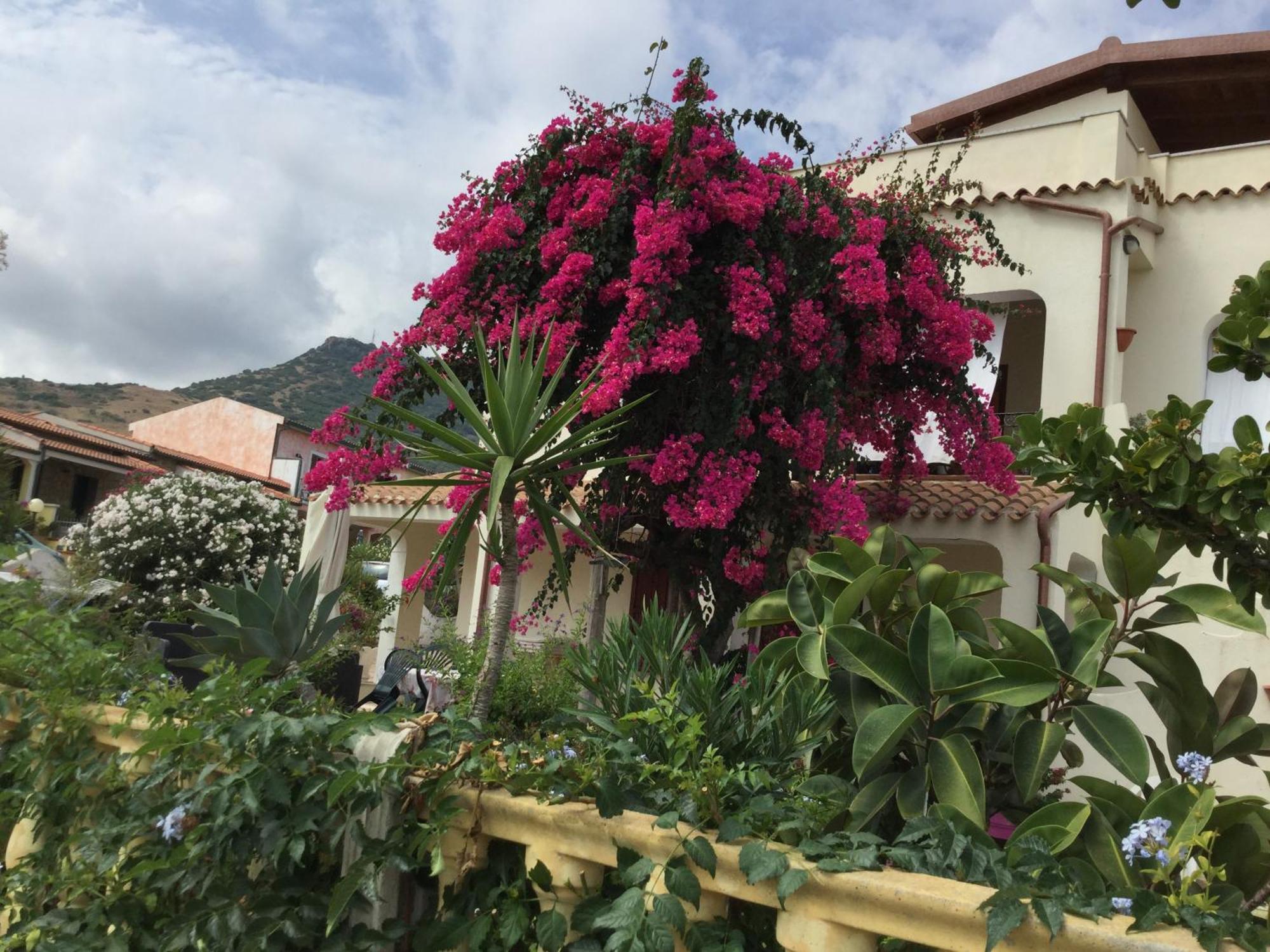 Villa Bouganville Valledoria  Eksteriør bilde